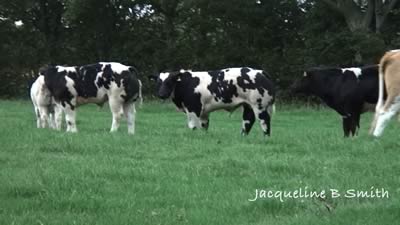 Some of the youngstock 